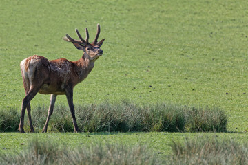 Cerf élaphe