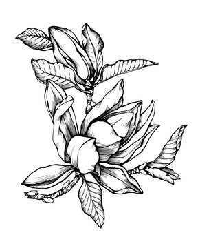 Flower Magnolia liliiflora (also called mulan magnolia). Black and white outline illustration hand drawn work isolated on white background. 