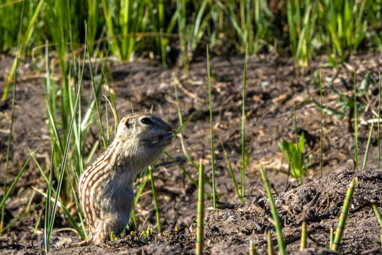 Thirteen-lined Ground Squirrel feeds in his natural habitat in the marsh at Alamosa National Wildlife Refuge in southern Colorado