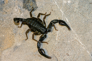 Live scorpio in natural conditions close-up, top view; Dangerous animals in the forest. Asian Giant Scorpion (Heterometrus Laoticus)