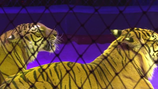 Tigers in a cage.Circus. Dangerous predator.