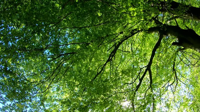 Laubwald, Buchen, Naturerlebnis, Schwenk, Panorama, Gimbal, Natur in Bewegung, Spessart, 4K