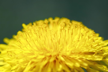 natural background of bright yellow dandelion flower with nectar large