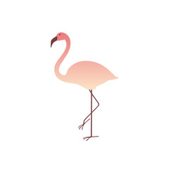 Colorful pink flamingo isolated on white background. Summer Vector Illustration. EPS10