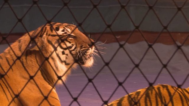 Tigers in a cage.Circus. Dangerous predator.