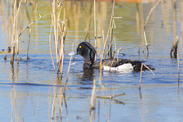 Crested duck drake swims in the spring lake