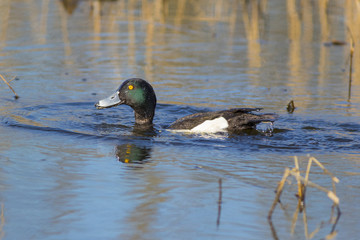 Crested duck drake swims in the spring lake