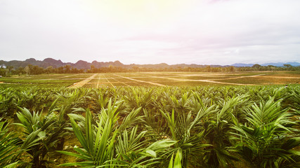 Fototapeta na wymiar Oil Palm Plantation, Oil Palm Seeding
