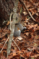 squirrel in nature