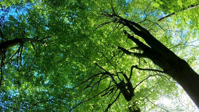 Laubwald, Buchen, Naturerlebnis, Schwenk, Panorama, Gimbal, Natur in Bewegung, Spessart, 4K