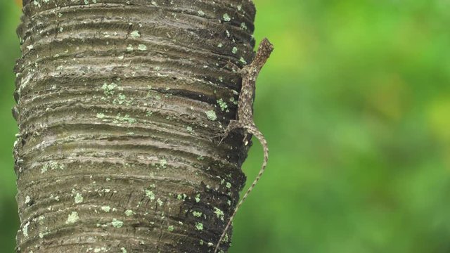 Flying lizard poops on the palm tree. Draco lizard