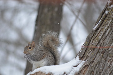 Naklejka na ściany i meble squirrel eating in the snow
