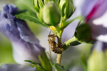 Biene auf Futtersuche an den grünen Knospen und lila Blättern einer Hibiskus Pflanze