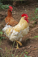 chickens