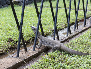 wild monitor in its natural habitat