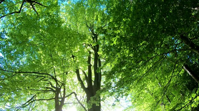 Laubwald, Buchen, Naturerlebnis, Schwenk, Panorama, Gimbal, Natur in Bewegung, Spessart, 4K