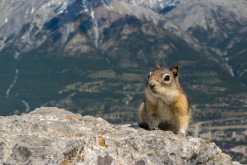 Curious chipmunk at the top of the Ha Ling peak, Canmore, Canada