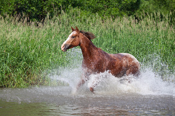 Nice appaloosa horse running
