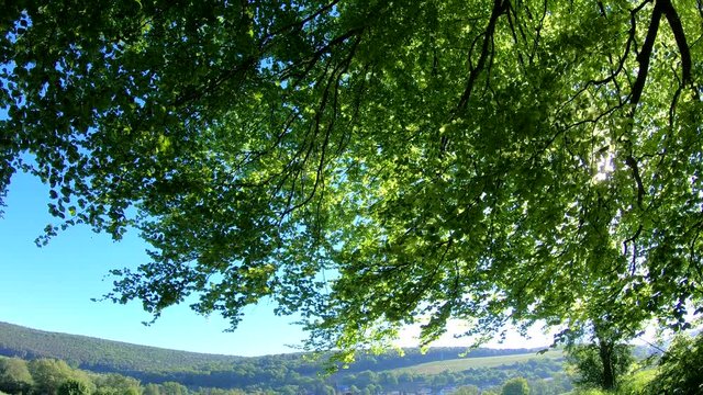 Laubwald, Buchen, Naturerlebnis, Schwenk, Panorama, Gimbal, Natur in Bewegung, Spessart, 4K