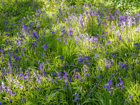 Beautiful Spring Bluebells In Amazing Sunshine At Spring Wood Near Burnley, Lancashire, UK