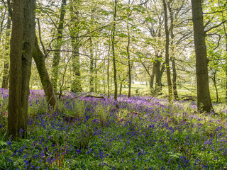 Beautiful spring bluebells in amazing sunshine at Spring Wood near Burnley, Lancashire, UK