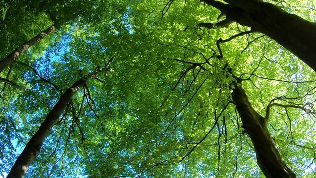 Laubwald, Buchen, Naturerlebnis, Schwenk, Panorama, Gimbal, Natur in Bewegung, Spessart, 4K