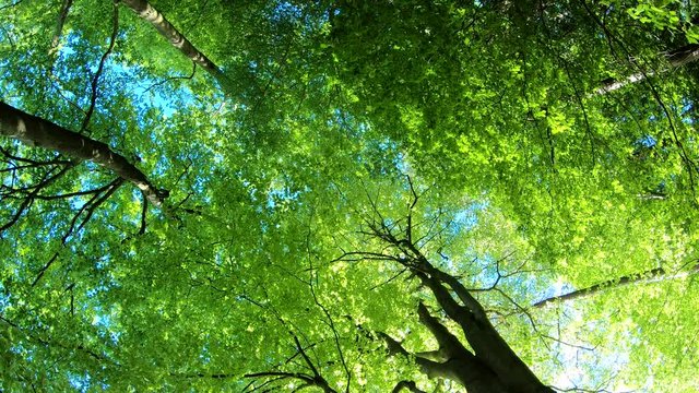 Laubwald, Buchen, Naturerlebnis, Schwenk, Panorama, Gimbal, Natur in Bewegung, Spessart, 4K