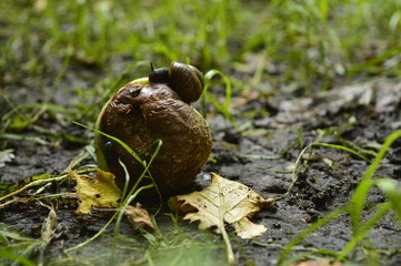Snail eating apple