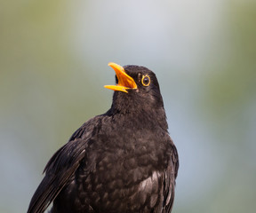 Amsel_Turdus merula_Common blackbird