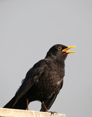 Amsel_common blackbird_Turdus merula