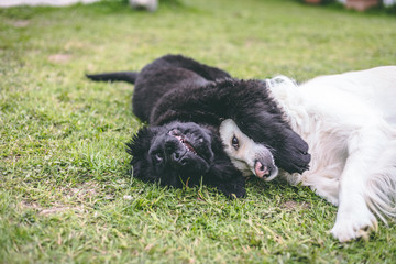 Naklejka na ściany i meble Purebred black newfoundland puppy playing with a white golden retriever adult dog