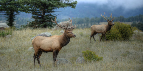 Naklejka na ściany i meble Bull elk Rocky Mountain National Park, Colorado