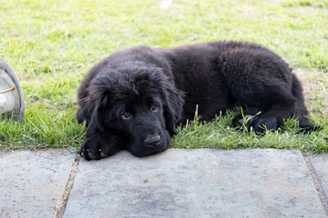 Purebred black newfoundland puppy laying on the grass © bacothelock