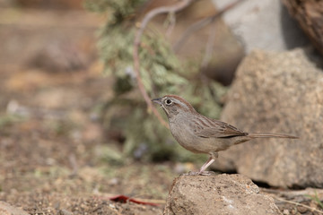 Rufous-crowned Sparrow