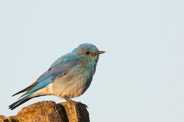 Mountain Bluebird