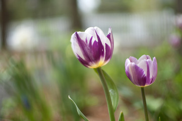 Purple Tulips