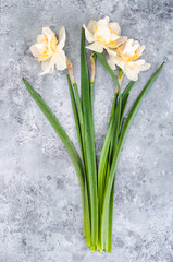 Three daffodils on gray-blue background