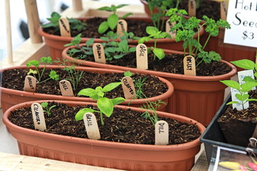 plant, pot, green, garden, leaf, gardening, growth, plants, nature, isolated, seedling, flower, pots, growing, grow, spring, potted, soil, life, herb, agriculture, sprout, white, vegetable, food