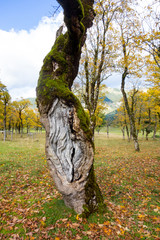 Gnarled Sycamore Tree on the Ahornboden valley in Tyrol, Austria © irottlaender