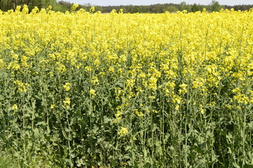 Rapeseed cultivation - bright-yellow late spring flowers
