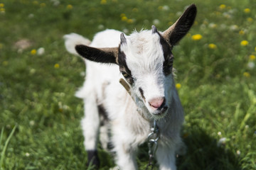 Obraz premium Close up black and white baby goat on a chain against grass flowers on a background. White ridiculous kid is grazed on a farm, on a green grass. Animal. Agriculture. Pasture.