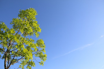 tree, sky, nature