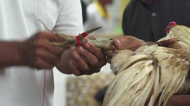 Man putting blade on cock foot. Cock fight in an Asian village - October 2017: Sukawati, Bali, Indonesia