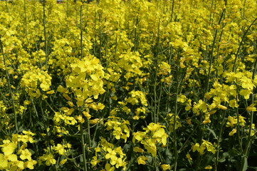 Rapeseed cultivation - bright-yellow late spring flowers