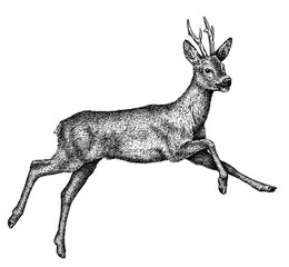 black and white engrave isolated deer illustration