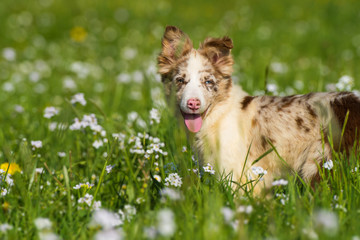 Fototapeta premium Border collie puppy standing in a spring meadow