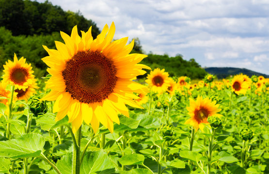 sunflower field in the mountains. lovely agricultural background. fine sunny weather