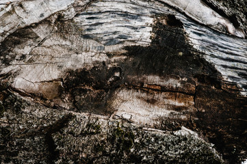 Brown texture of old wood..Wooden background wallpaper and texture..Parts of cracked wood..Tree. Moss. Burned trees.