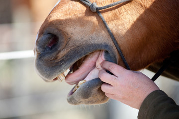 pferd tierarzt Zahnarzt