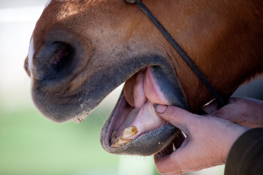 pferd tierarzt Zahnarzt